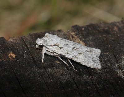 2769 Lithophane ornitopus 113.jpg