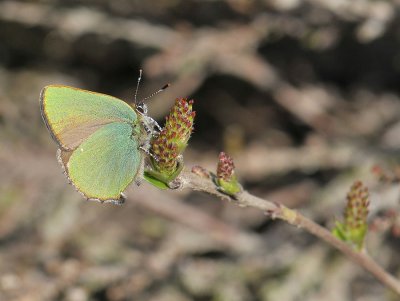 2049 Callophrys rubi 030.jpg