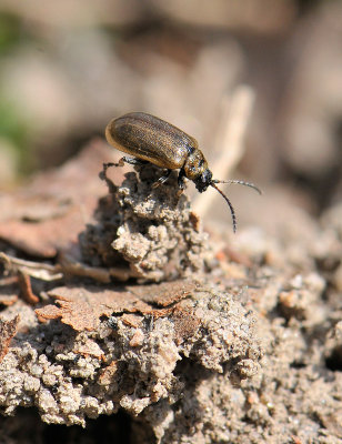 coleoptera  063.jpg