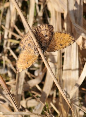 2268   Epirranthis diversata  094.jpg