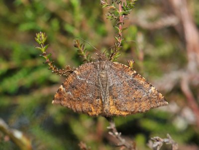 2268   Epirranthis diversata  098.jpg