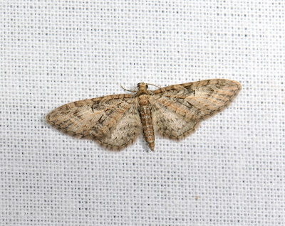 2479   Eupithecia abbreviata  011.jpg