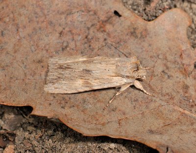 2768 Lithophane socia 026.jpg