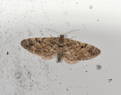 2482   Eupithecia lanceata  050.jpg