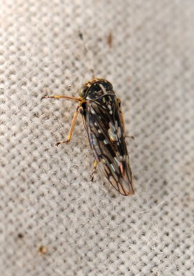 bug  051.jpg