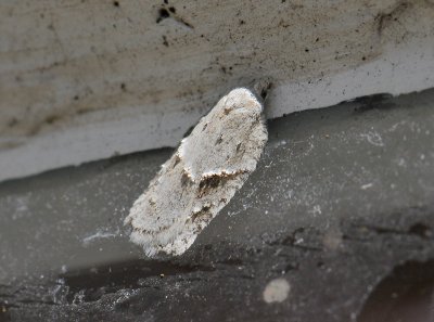 1264 Acleris logiana 018.jpg