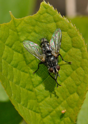 fly  027.jpg
