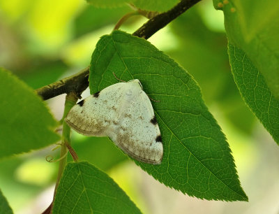 2252   Lomographa bimaculata  061.jpg