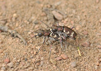 Cicindela hybrida 103.jpg