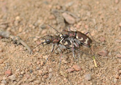 Cicindela hybrida  103.jpg