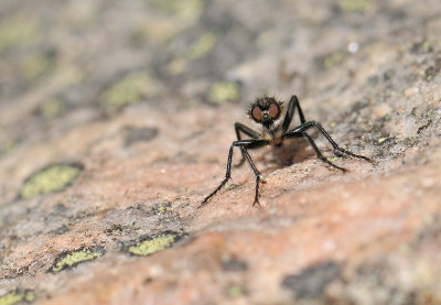 fly  060.jpg