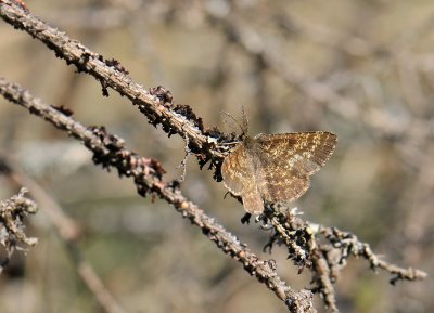 2248 Ematurga atomaria 065.jpg