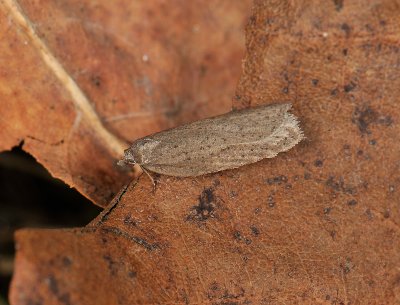 1267 Acleris lipsiana 013.jpg