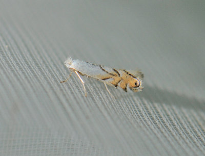 0346   Phyllonorycter harrisella  083.jpg