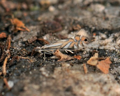 0371   Phyllonorycter rajella  099.jpg