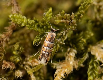 0382   Phyllonorycter stettinensis  114.jpg