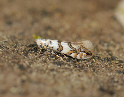 0389   Phyllonorycter platanoidella  129.jpg