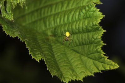 spider  155.jpg