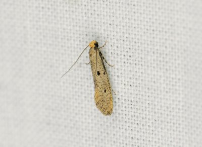 0229 Tinea trinotella 183.jpg