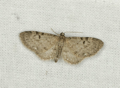 2451   Eupithecia actaeata  220.jpg