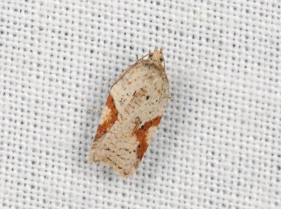 1262 Acleris notana 167.jpg