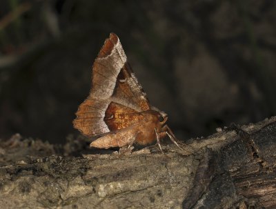 2213   Selenia tetralunaria  179.jpg