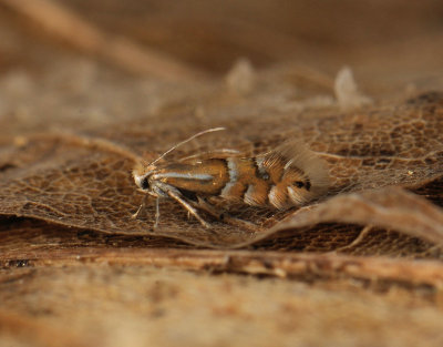 0379   Phyllonorycter ulmifoliella  200.jpg