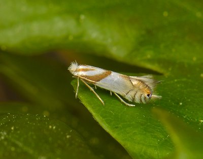 0347   Phyllonorycter roboris  041.jpg