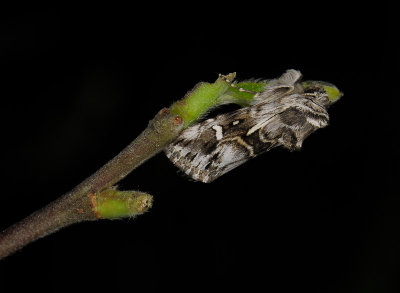 2697   Calophasia lunula  053.jpg