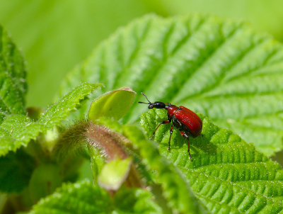 Apoderus coryli  202.jpg