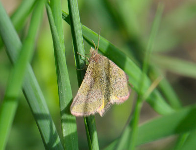 2325 Lythria cruentaria 277.jpg