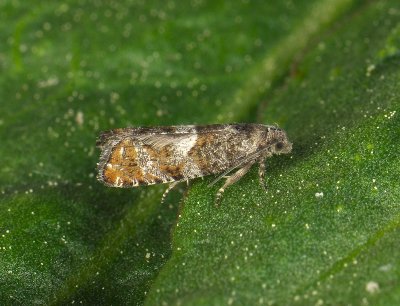 1460   Epinotia rubiginosana  279.jpg