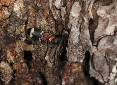 Thanasimus formicarius 231.jpg