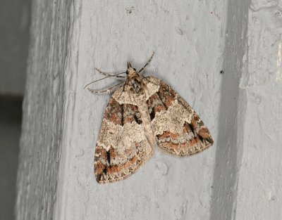 2396 Hydriomena ruberata 004.jpg