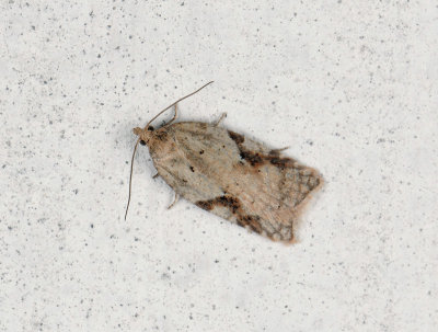 1262 Acleris notana 024.jpg