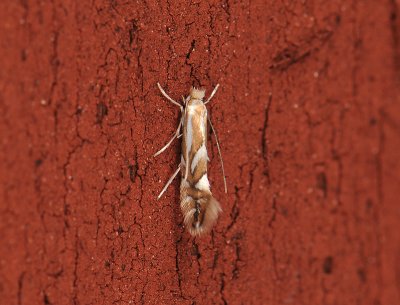0352 Phyllonorycter sorbi 034.jpg