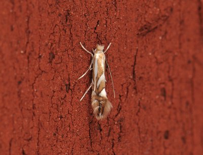 0352   Phyllonorycter sorbi  034.jpg