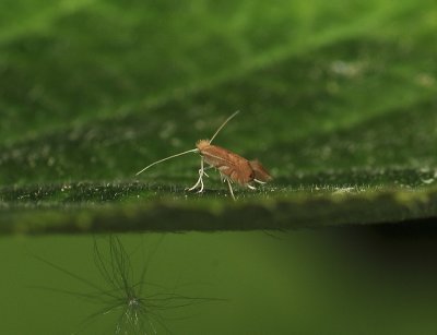 0350   Phyllonorycter quercifoliella  036.jpg