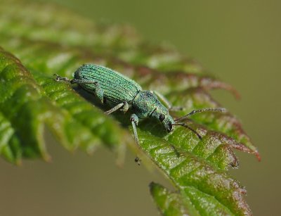 Phyllobius pomaceus  048.jpg