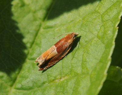 1543 Ancylis mitterbacheriana 083.jpg