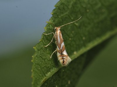 0352   Phyllonorycter sorbi  126.jpg