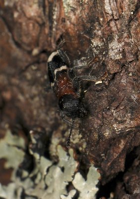 Thanasimus formicarius 220.jpg