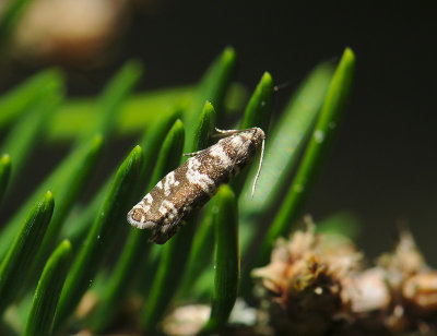 1461   Epinotia tedella  162.jpg