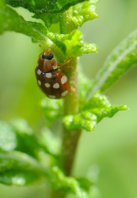 Calvia quatuordecimguttata  267.jpg