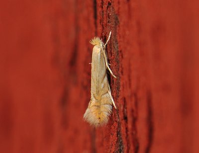 0350   Phyllonorycter quercifoliella  014.jpg