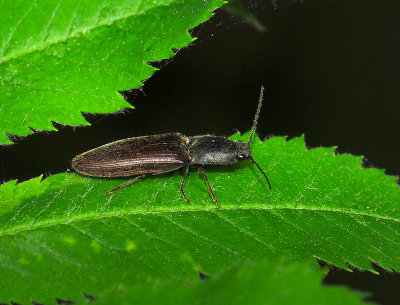 Athous haemorrhoidalis  017.jpg