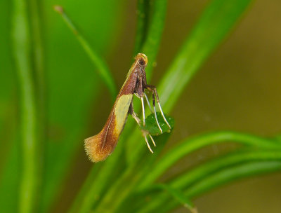 0316   Caloptilia alchimiella  019.jpg