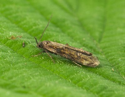 0872 Mompha idaei 092.jpg