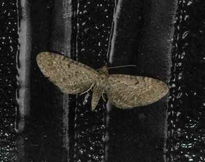 2463   Eupithecia subfuscata  026.jpg