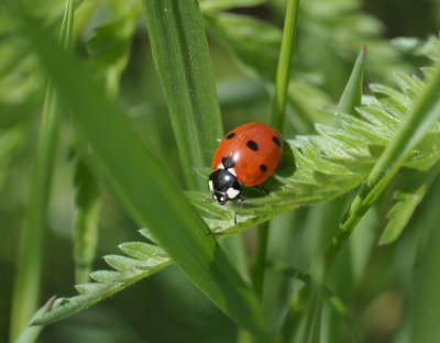 Coccinella septempunctata 010.jpg